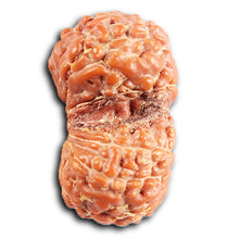 Load image into Gallery viewer, Gaurishanker Rudraksha from Indonesia -209