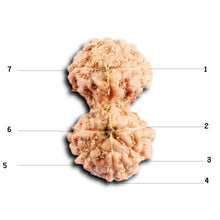 Load image into Gallery viewer, Gaurishanker Rudraksha from Indonesia -210