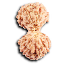Load image into Gallery viewer, Gaurishanker Rudraksha from Indonesia -210