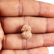 Load image into Gallery viewer, Gaurishanker Rudraksha from Indonesia -210