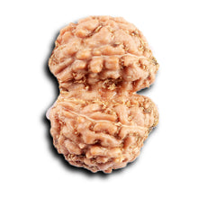 Load image into Gallery viewer, Gaurishanker Rudraksha from Indonesia -210