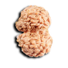 Load image into Gallery viewer, Gaurishanker Rudraksha from Indonesia -210