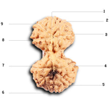 Load image into Gallery viewer, Gaurishanker Rudraksha from Indonesia -211