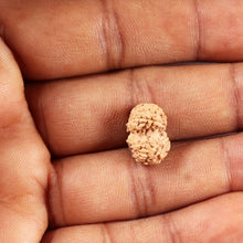 Load image into Gallery viewer, Gaurishanker Rudraksha from Indonesia -211