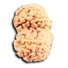 Load image into Gallery viewer, Gaurishanker Rudraksha from Indonesia -211