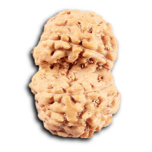 Load image into Gallery viewer, Gaurishanker Rudraksha from Indonesia -211