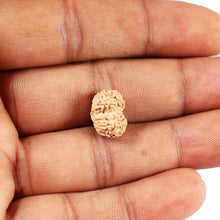 Load image into Gallery viewer, Gaurishanker Rudraksha from Indonesia -212