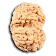 Load image into Gallery viewer, Gaurishanker Rudraksha from Indonesia -212