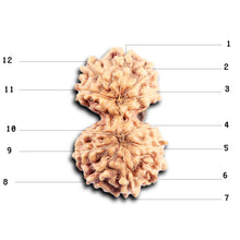 Load image into Gallery viewer, Gaurishanker Rudraksha from Indonesia - 193