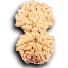 Load image into Gallery viewer, Gaurishanker Rudraksha from Indonesia -212