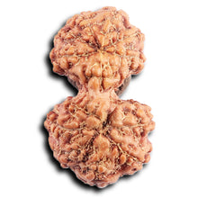 Load image into Gallery viewer, Gaurishanker Rudraksha from Indonesia - 191