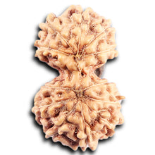 Load image into Gallery viewer, Gaurishanker Rudraksha from Indonesia - 193