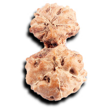 Load image into Gallery viewer, Gaurishanker Rudraksha from Indonesia - 201