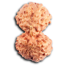 Load image into Gallery viewer, Gaurishanker Rudraksha from Indonesia -206