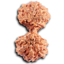 Load image into Gallery viewer, Gaurishanker Rudraksha from Indonesia - 207