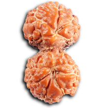 Load image into Gallery viewer, Gaurishanker Rudraksha from Indonesia -209