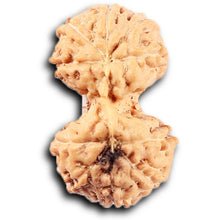 Load image into Gallery viewer, Gaurishanker Rudraksha from Indonesia -211
