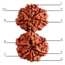 Load image into Gallery viewer, Gaurishanker Nepalese Rudraksha Bead No. - 190