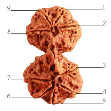 Load image into Gallery viewer, Gaurishanker Nepalese Rudraksha Bead No. - 191