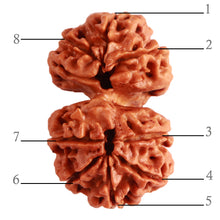 Load image into Gallery viewer, Gaurishanker Nepalese Rudraksha Bead No. - 209