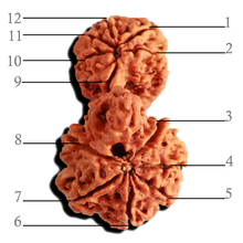 Load image into Gallery viewer, Gaurishankar Rudraksha with Ganesha - Bead No. 214