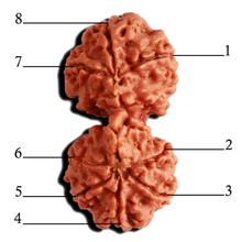 Load image into Gallery viewer, Gaurishankar Rudraksha with Ganesha - Bead No. 217