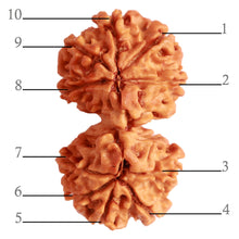 Load image into Gallery viewer, Gaurishanker Nepalese Rudraksha Bead No. - 232