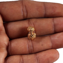Load image into Gallery viewer, Gaurishanker Rudraksha from Indonesia -252