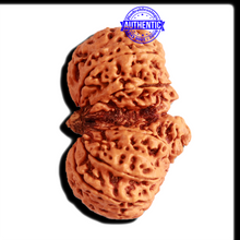 Load image into Gallery viewer, Gaurishankar Rudraksha with Ganesha - Bead No. 213