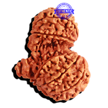 Load image into Gallery viewer, Gaurishankar Rudraksha with Ganesha - Bead No. 214
