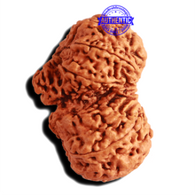 Load image into Gallery viewer, Gaurishankar Rudraksha with Ganesha - Bead No. 215