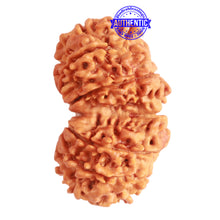 Load image into Gallery viewer, Gaurishanker Nepalese Rudraksha Bead No. - 232