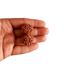 Load image into Gallery viewer, Gaurishanker Nepalese Rudraksha Bead No. - 190