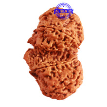 Load image into Gallery viewer, Gaurishanker Nepalese Rudraksha Bead No. - 191