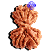 Load image into Gallery viewer, Gaurishanker Nepalese Rudraksha Bead No. - 198