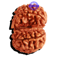 Load image into Gallery viewer, Gaurishanker Nepalese Rudraksha Bead No. - 198