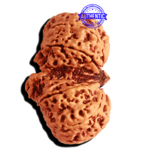 Load image into Gallery viewer, Gaurishankar Rudraksha with Ganesha - Bead No. 213