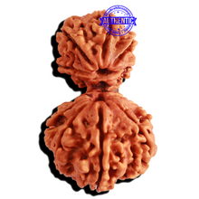 Load image into Gallery viewer, Gaurishankar Rudraksha with Ganesha - Bead No. 214