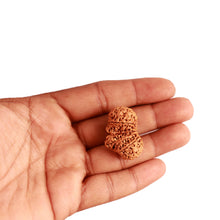 Load image into Gallery viewer, Gaurishankar Rudraksha with Ganesha - Bead No. 215