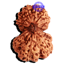 Load image into Gallery viewer, Gaurishankar Rudraksha with Ganesha - Bead No. 216