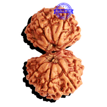 Load image into Gallery viewer, Gaurishankar Rudraksha with Ganesha - Bead No. 234