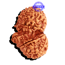 Load image into Gallery viewer, Gaurishankar Rudraksha with Ganesha - Bead No. 234
