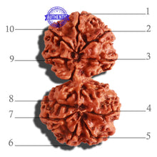 Load image into Gallery viewer, Gaurishanker Nepalese Rudraksha Bead No. - 185