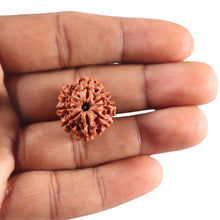 Load image into Gallery viewer, 9 Mukhi Nepalese Rudraksha - Bead No. 448