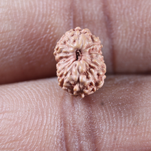 Load image into Gallery viewer, 14 mukhi Indonesian Rudraksha - Bead No.402