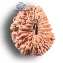 Load image into Gallery viewer, 24 Mukhi Rudraksha from Indonesia X