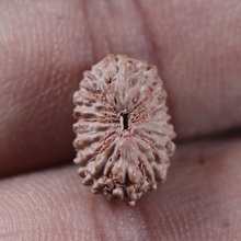 Load image into Gallery viewer, 17 Mukhi Rudraksha from Indonesia - Bead No. 289