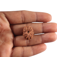 Load image into Gallery viewer, 16 Mukhi Rudraksha from Indonesia - Bead No. 350