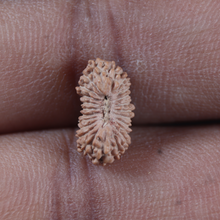Load image into Gallery viewer, 23 Mukhi Rudraksha from Indonesia