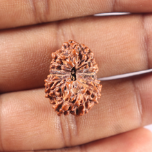 Load image into Gallery viewer, 15 Mukhi Indonesian Rudraksha - Bead No. 112